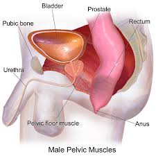 male pelvic pain clinic holistic