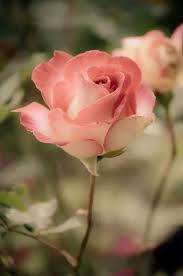 Risultati immagini per dress with roses blumarine pinterest | Beautiful  roses, Pink flowers, Beautiful rose flowers