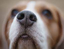 It is caused by ingesting asbestos fibers. Beagles Diagnosing Cancer Could Work With Mesothelioma