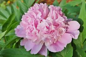 The paeonia genus contains more than 30 species and hundreds of. 31 Types Of Peonies All Colors Bloom Types And Varieties Home Stratosphere