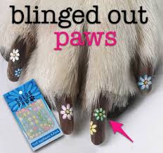 would you bling out your puppy s paws