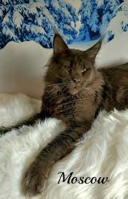 Check spelling or type a new query. Yeti Coons Maine Coon Breeder Maine Coon Maine Coon Minnesota
