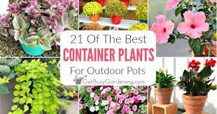 21 Best Container Plants For Pots