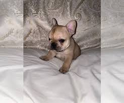 Puppy food, toys & blanket. View Ad French Bulldog Litter Of Puppies For Sale Near Maryland Crownsville Usa Adn 204772