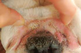 superficial pyoderma in dogs clinical