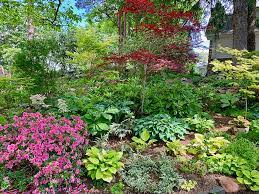 Hosta Blog Enchanted Gardens