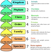 Classification Of Animals Kingdom Phylum Google Search