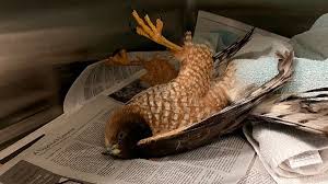 blue ridge wildlife center patient of