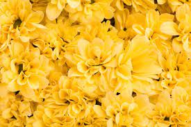 yellow flower wallpaper images free