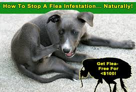 flea infestation naturally