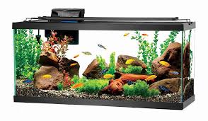 how to build a peaceful community fish tank