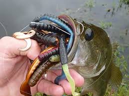 All About Lure Color Culprit Lures