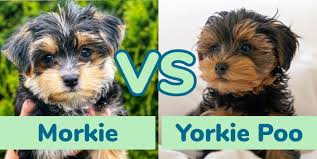 morkie vs yorkie poo your favorite