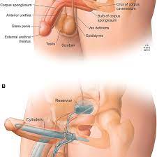 A Drawing of the normal penile anatomy depicting the orientation of the...  | Download Scientific Diagram