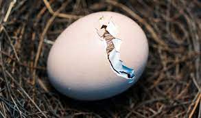 how to hatch a bird egg bird nature