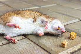 what kills rats instantly here s the trick