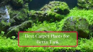 9 easy carpeting plants for betta fish