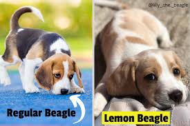 the lemon beagle the rarest type of