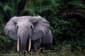 Journal of African Elephants gambar png