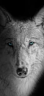 wolf wallpaper 4k beast wild white wolf