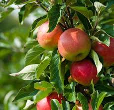 Apple Tree Diaco S Garden Nursery And