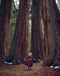 oldest largest trees