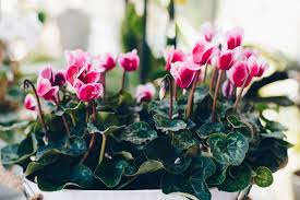 Our locations always have a great selection of flowering house plants, perfect for indoor decorations or patio gardens during the summer. Christmas Houseplants A Guide To The Best Christmas Houseplants