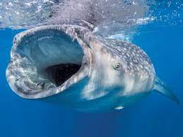 the whale shark california diving news