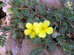 Tribulus terrestris var. bicornutus - Puncture Vine