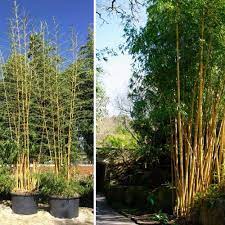 Giant Bamboo Garden Plants
