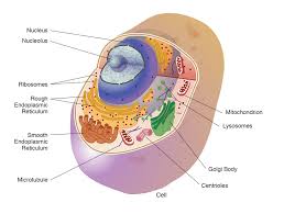 retículo endoplasmático liso nhgri