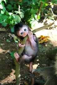 baby monkeys are so adorble michael