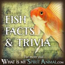 29 amazing animal facts that will surprise you · 1. Fish Facts Fish Trivia Movies Songs