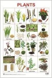 Buy Plants Chart Book Online At Low Prices In India Plants