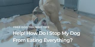 Help My Dog Eats Everything Dog