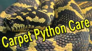 carpet python care setup you