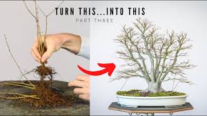 anese maple bonsai from seedlings