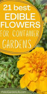 21 Best Edible Flowers For Container