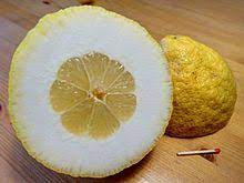 It differs from the rest of the citrus species. Citron Wikipedia