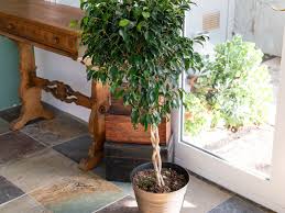 how to winterize potted plants