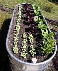 Container Gardening Vegetables