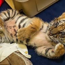 rescued baby tiger is the cuteness the