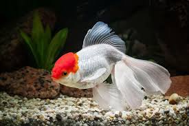 oranda goldfish care guide species
