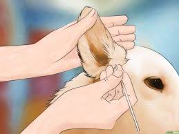 how to treat ear mites remove them
