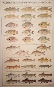 Warmwater Game Fish Identification Chart