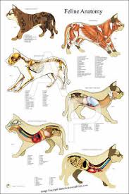 Cat Internal Muscle Anatomy Feline Veterinary Poster 24 X 36