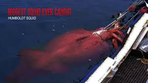 colossal squid that were caught you