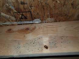 mold growth on joists in crawlspace