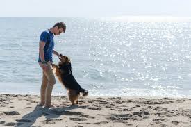 dog friendly beach in destin fl
