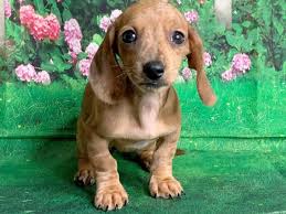 dachshund puppy red id 1526 located at